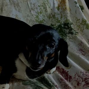 Meet your Posher, Joseph